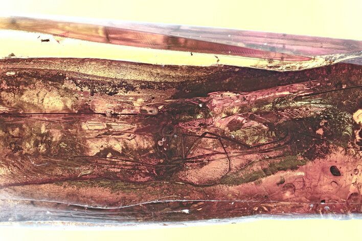 Two Fossil Fungus Gnats (Keroplatidae) In Baltic Amber #335854